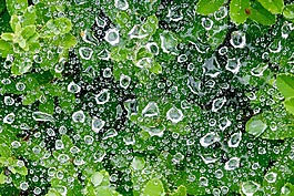 一滴水,水分,綠色的植物