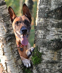 瑪利諾犬,日志,樺木