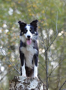 邊境牧羊犬,樺木,森林