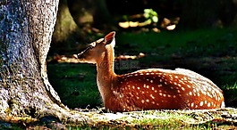 獐鹿,野生,森林
