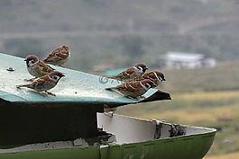 返回頁(yè)首,麻雀,鳥(niǎo)