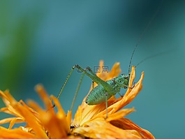 花園,蚱蜢,鮮花