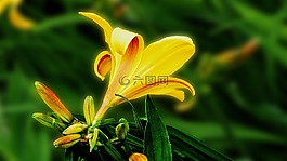 百合,花,開花
