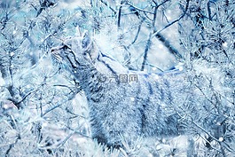 動(dòng)物,野貓,雪