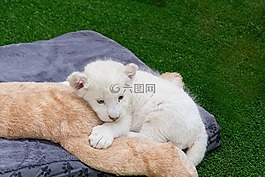 澳大利亚,塔斯马尼亚,zoodoo