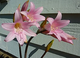 百合,粉紅色,花