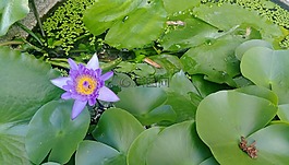 蓮花,清淨,平和