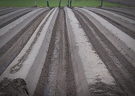 農業,栽培,蘆筍栽培