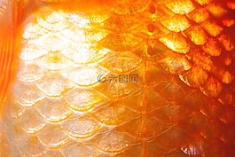 規模,魚鱗,金魚