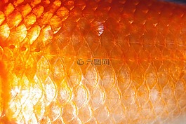 規模,魚鱗,金魚