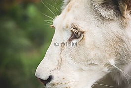 野生,母獅,動物
