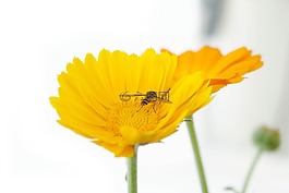 昆蟲(chóng),開(kāi)花,萬(wàn)壽菊