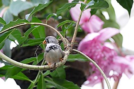 愛,鳥,建設(shè)