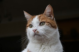 猫,姜,白