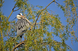 鷺,鳥,飛