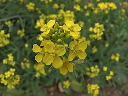 鮮花,芥末,黃色