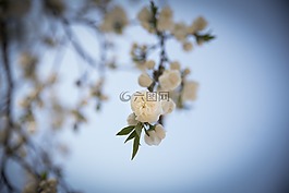 春天的花朵,櫻花盛開,鮮花