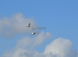 鳥,飛行,飛
