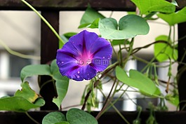 旋花,履帶板,紫色的花