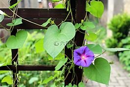 旋花,履帶板,鮮花