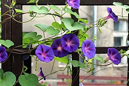 旋花,履帶板,紫色花