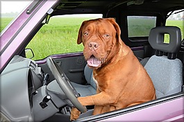 狗,dogue de 波尔多,宠物