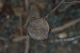 樹干,木材,紋理