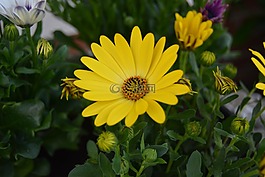 花,開花,黃色
