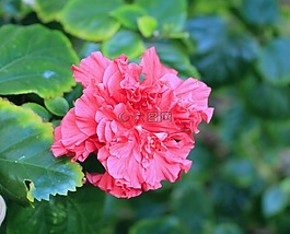槿,花,自然
