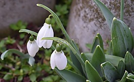 雪花蓮,花,裝飾花