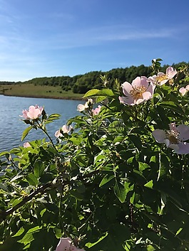 鮮花,粉紅色,夏季