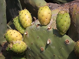 花椒梨,仙人掌果,水果