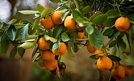 橘子,樹(shù),性質(zhì)