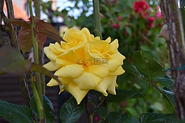 玫瑰,黃色,花