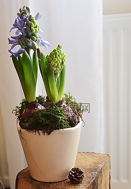 風(fēng)信子,花,花盆