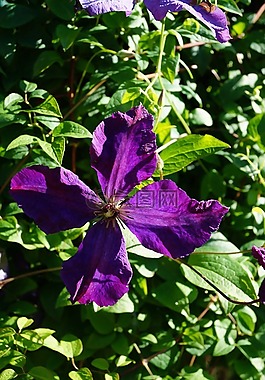 花,紫,開(kāi)花