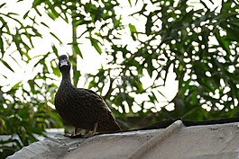 鴨,等待,為