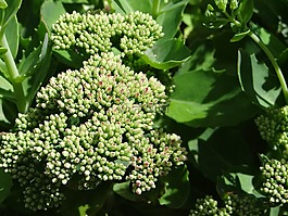 植被,花園,球