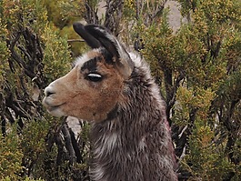 羊駝,動物世界,性質(zhì)