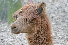 愛,動物,完美