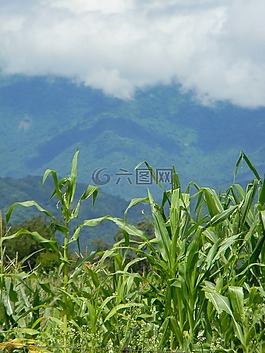 玉米,培養(yǎng),農(nóng)業(yè)