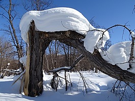森林,斯诺德里夫特,雪帽