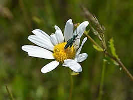 花,草,昆蟲
