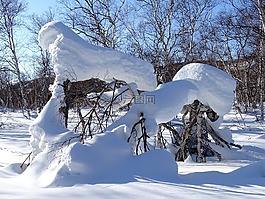 森林,斯诺德里夫特,雪帽