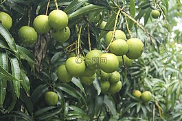 芒果,樹(shù),綠化