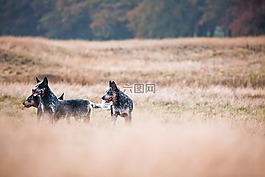 cattledogs,野生,性质