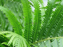蕨類植物,植物,綠色