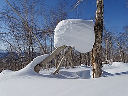森林,斯诺德里夫特,雪帽