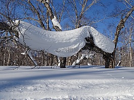 森林,斯诺德里夫特,雪帽