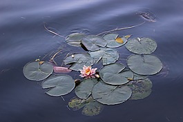 荷花,花,景色